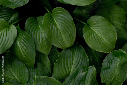 dark exotic tropical leaves background, moody dark tones
