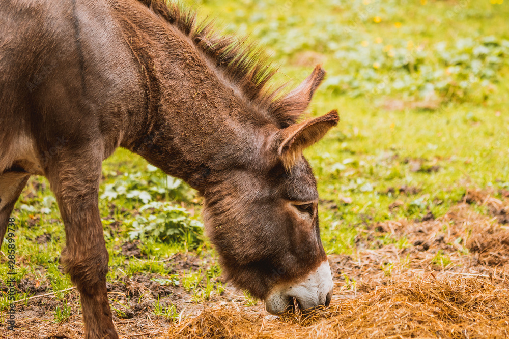 Fototapeta premium Osioł, osiołek