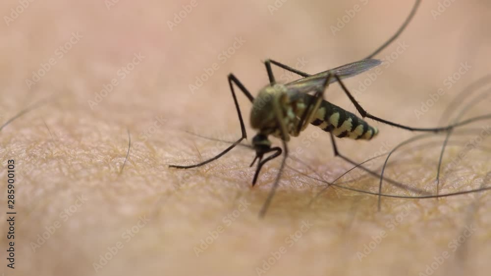 Aedes aegypti Mosquito. Close up a Mosquito sucking human blood,Mosquito Vector-borne diseases,Chikungunya.Dengue fever.Rift Valley fever.Yellow fever.Zika.Mosquito on skin Aedes aegypti Mosquito. Close up a Mosquito sucking human blood,Mosquito Vector-borne diseases,Chikungunya.Dengue fever.Rift Valley fever.Yellow fever.Zika.Mosquito on skin