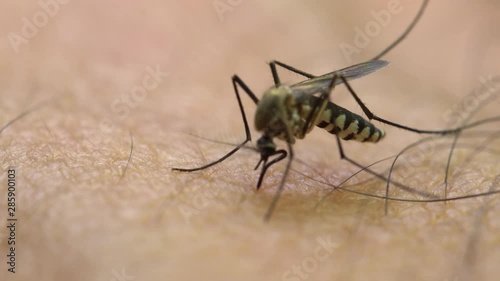 Aedes aegypti Mosquito. Close up a Mosquito sucking human blood,Mosquito Vector-borne diseases,Chikungunya.Dengue fever.Rift Valley fever.Yellow fever.Zika.Mosquito on skin