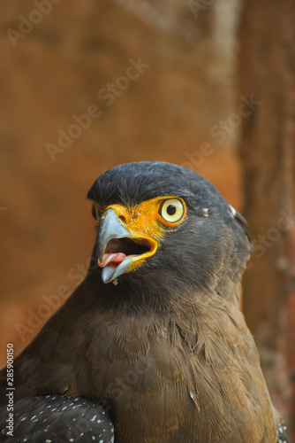 Crested serpent eagle in close up