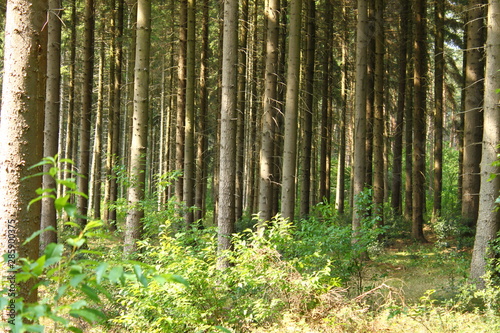 dense forest in summer, trees in the forest