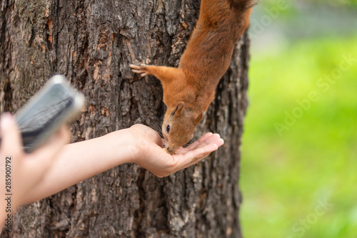 People feed a squirrel with nuts and shoot it with a smartphone.