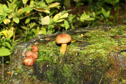 mushroom growing near a moss