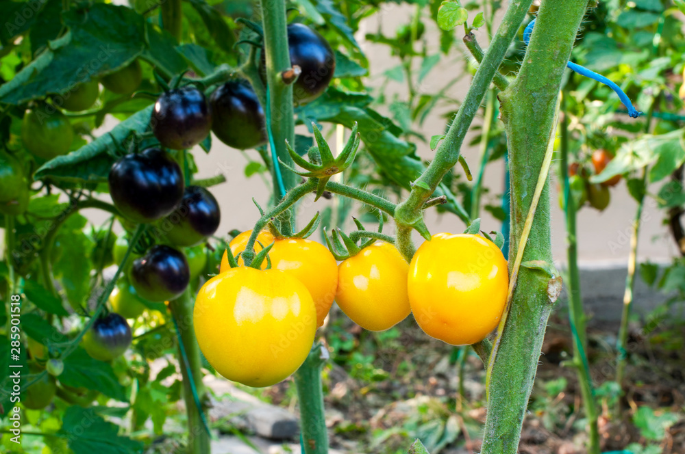 yellow delicious tomatoes on a private plot yellow delicious tomatoes on a private plot
