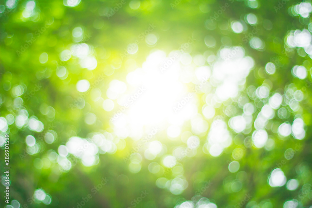 Fototapeta premium Green Blur Beautiful view in public park background;