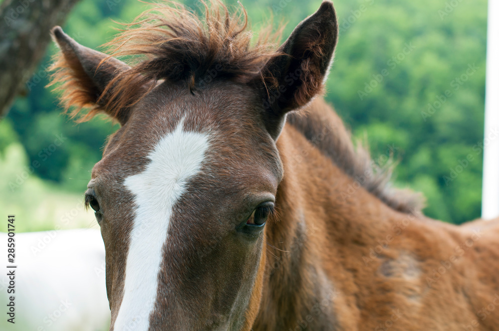 white mare with chestnut foliage in the mountains of a beautiful sunny day white mare with chestnut foliage in the mountains of a beautiful sunny day