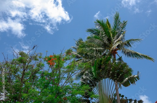 Garden plants of tropical region. Palm tree and traveler   s palm tree under blue sky.