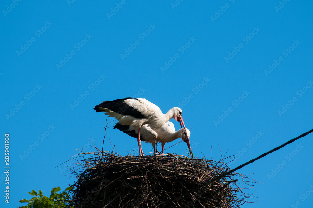 Fototapeta premium Stork birds on the nest on a beautiful day on the blue sky background