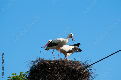 Stork birds on the nest on a beautiful day on the blue sky background