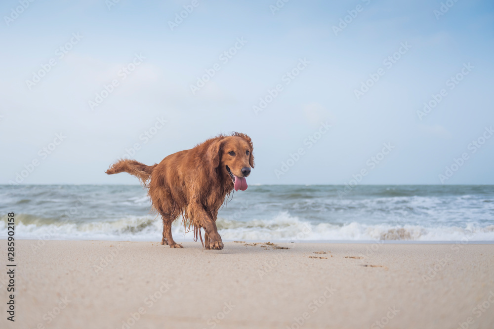 Golden Retriever playing on the beach Golden Retriever playing on the beach