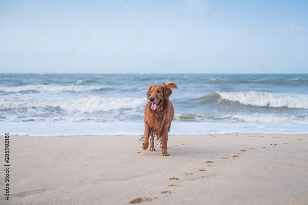 Golden Retriever playing on the beach