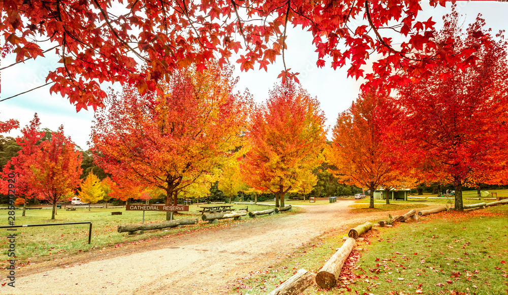 Maples in colours of rich red, orange and yellow in Autumn