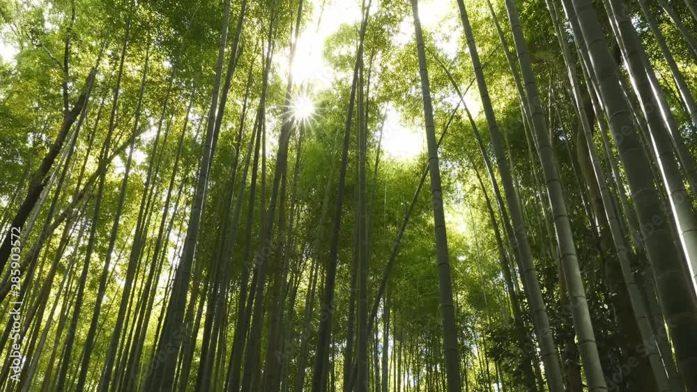The sun makes its way through the bamboo forest. The sun makes its way through the bamboo forest.
