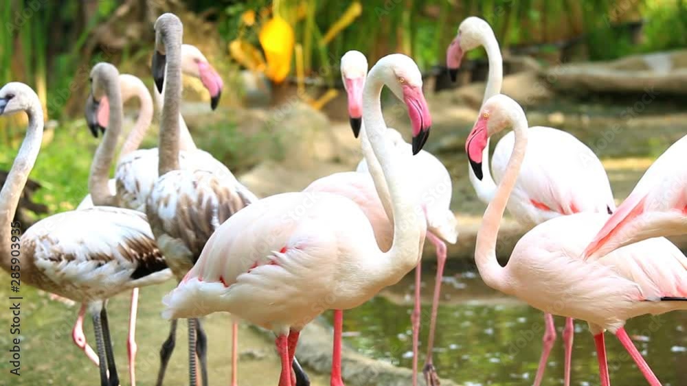 Group of flamingo bird in Chiangmai Thailand Group of flamingo bird in Chiangmai Thailand
