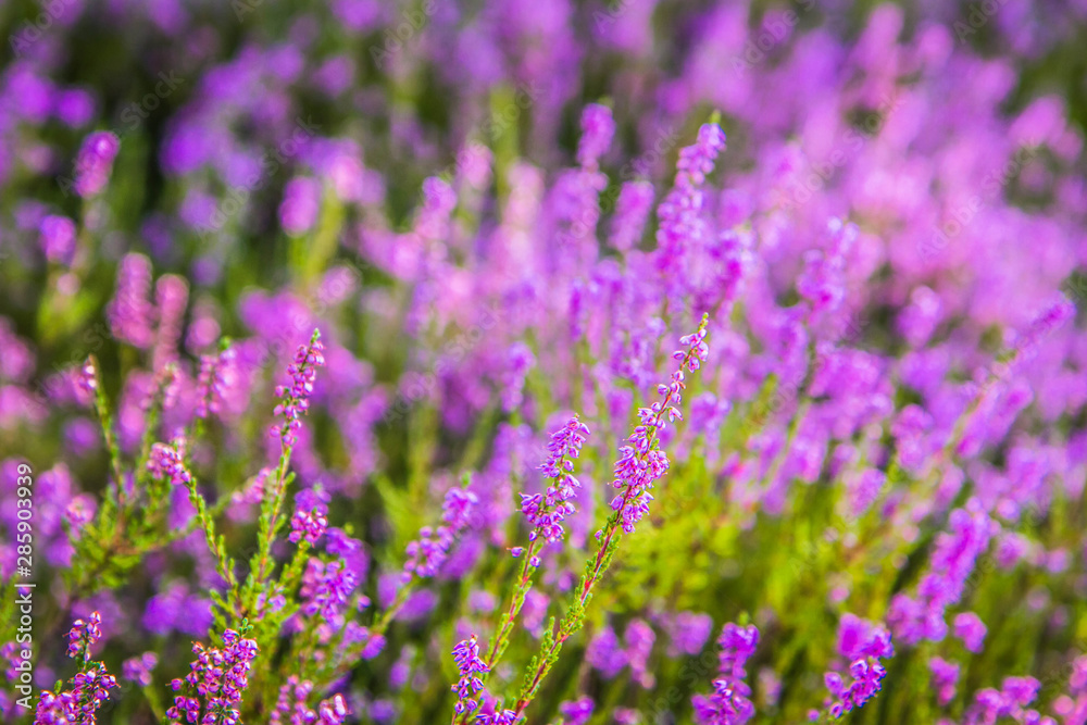 Fototapeta premium Common heather (Calluna vulgaris) blooming in a forest