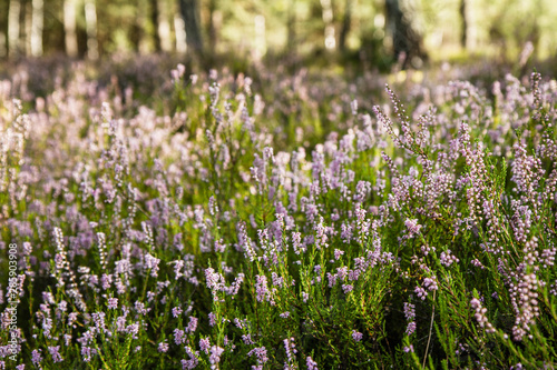 Common heather  Calluna vulgaris  blooming in a forest