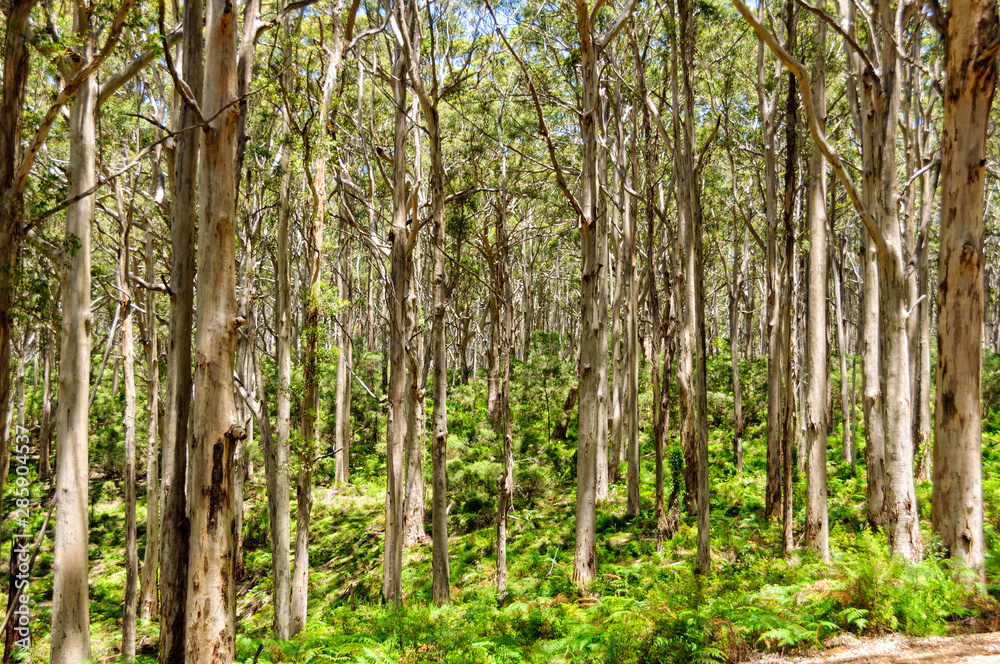 Boranup Karri Forest along the Caves Road - Margaret River Region, WA, Australia Boranup Karri Forest along the Caves Road - Margaret River Region, WA, Australia