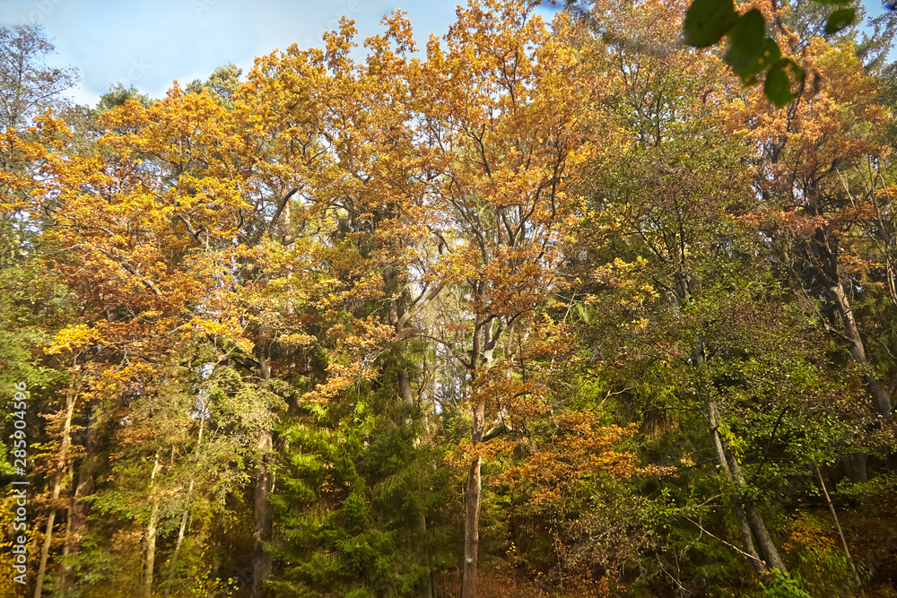 Autumn forest with yellow foliage. Trunks and tree crowns. Sunny morning landscape. Beautiful nature in Belarus. Branch of trees with colorful leaves Autumn forest with yellow foliage. Trunks and tree crowns. Sunny morning landscape. Beautiful nature in Belarus. Branch of trees with colorful leaves