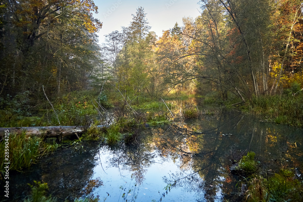 Autumn landscape. Morning foggy forest with yellow foliage, calm swamp river with the reflection of trees in the water. Nature in Belarus Autumn landscape. Morning foggy forest with yellow foliage, calm swamp river with the reflection of trees in the water. Nature in Belarus