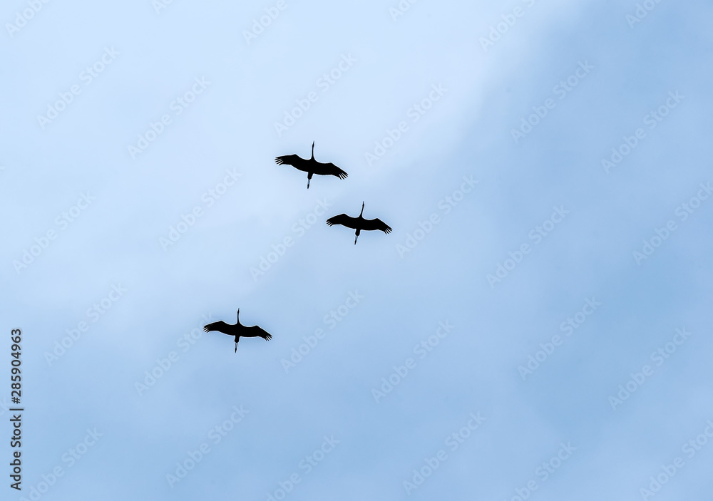 The family of cranes training before flying to warm countries. The family of cranes training before flying to warm countries.