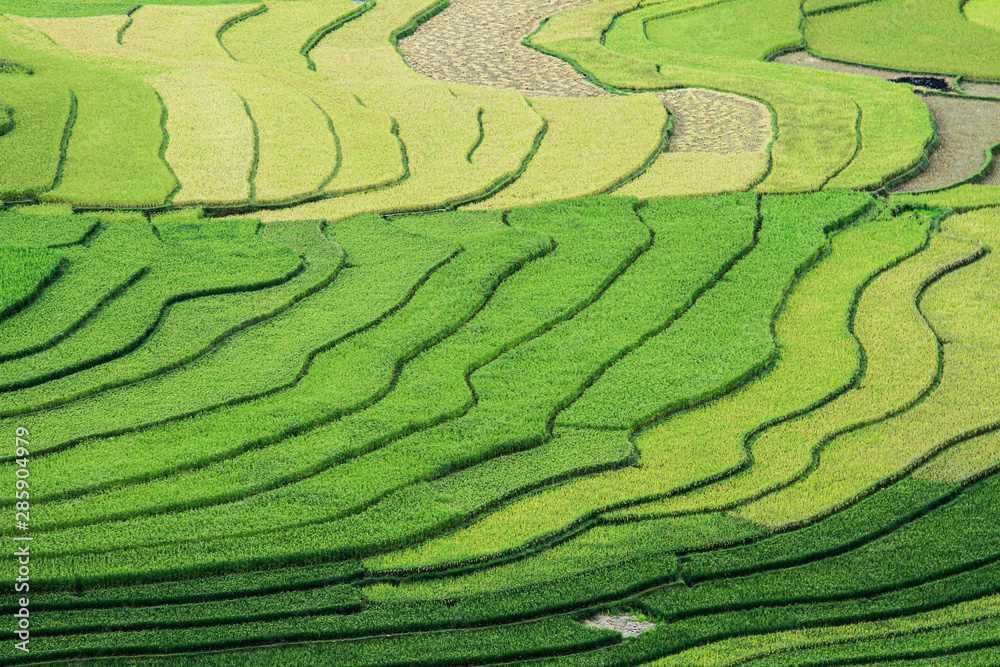 Tiered rice paddy, Tu Le, Son La, Vietnam Tiered rice paddy, Tu Le, Son La, Vietnam