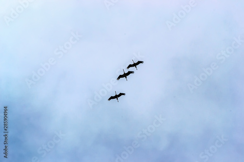 The family of cranes training before flying to warm countries.