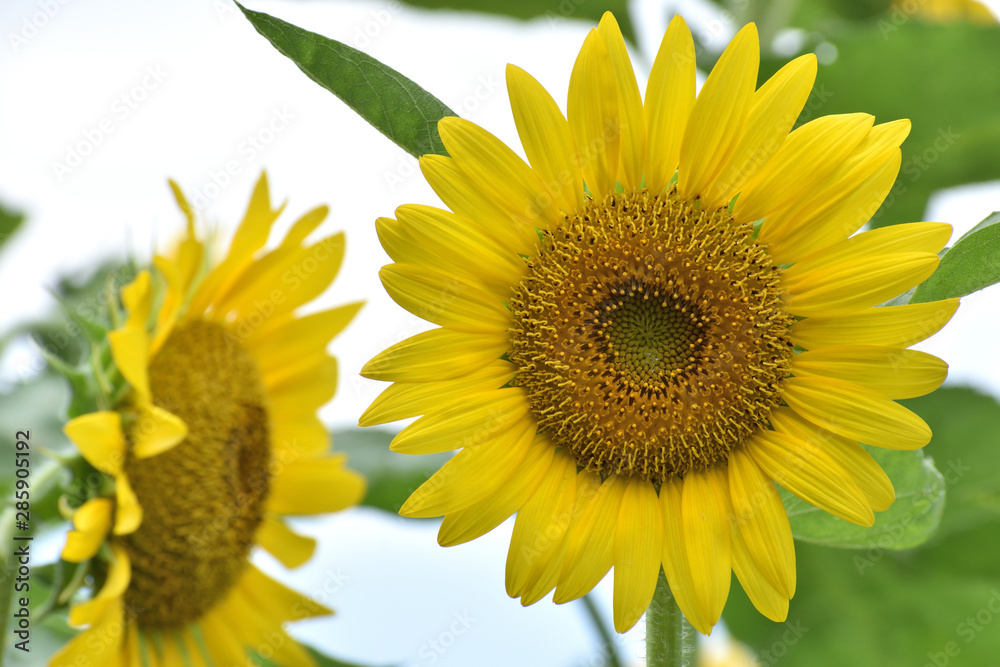 Obraz premium ひまわり