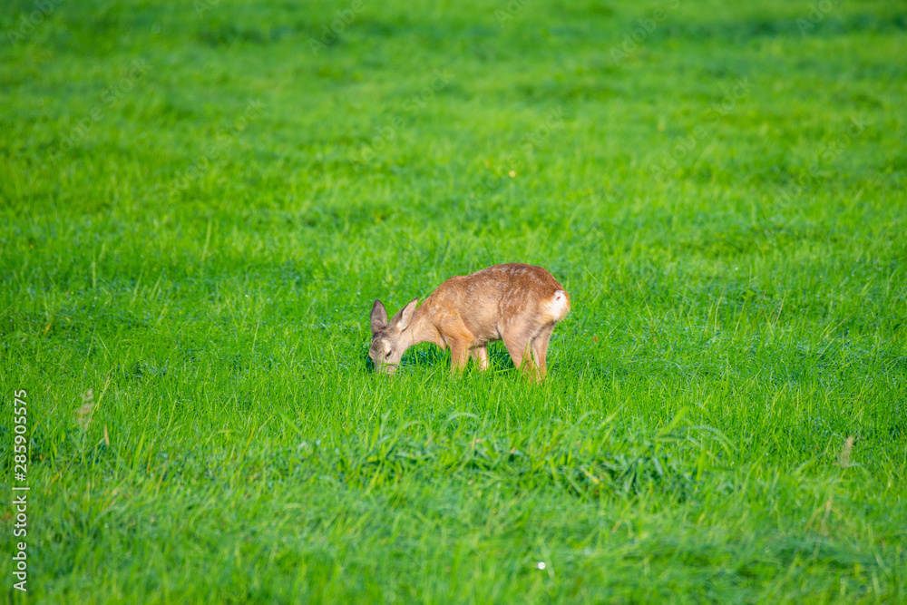 Fototapeta premium in the morning you can see deer in the fields