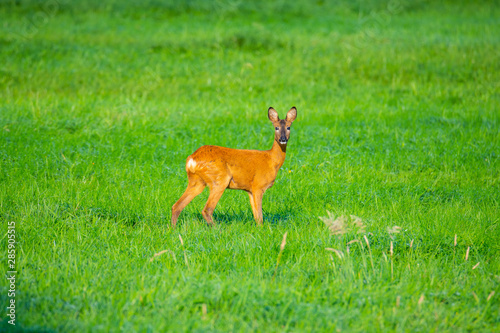 in the morning you  can see deer in the fields