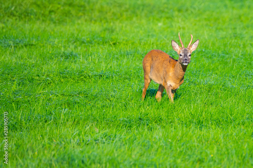 Fototapeta Naklejka Na Ścianę i Meble -  in the morning you  can see deer in the fields