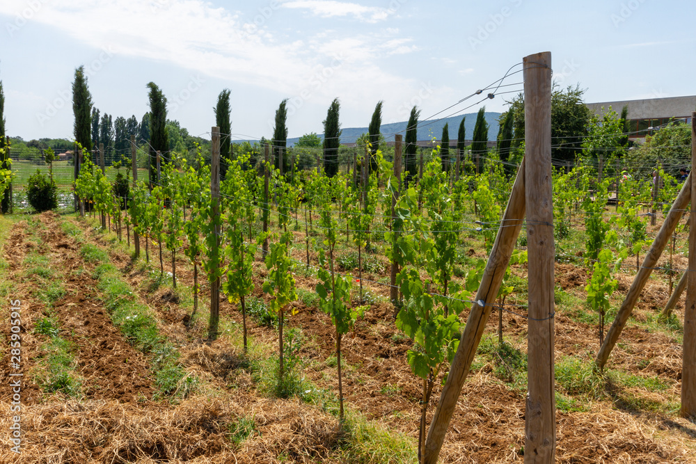Vineyard in Chianti at Poggio Ai Laghi