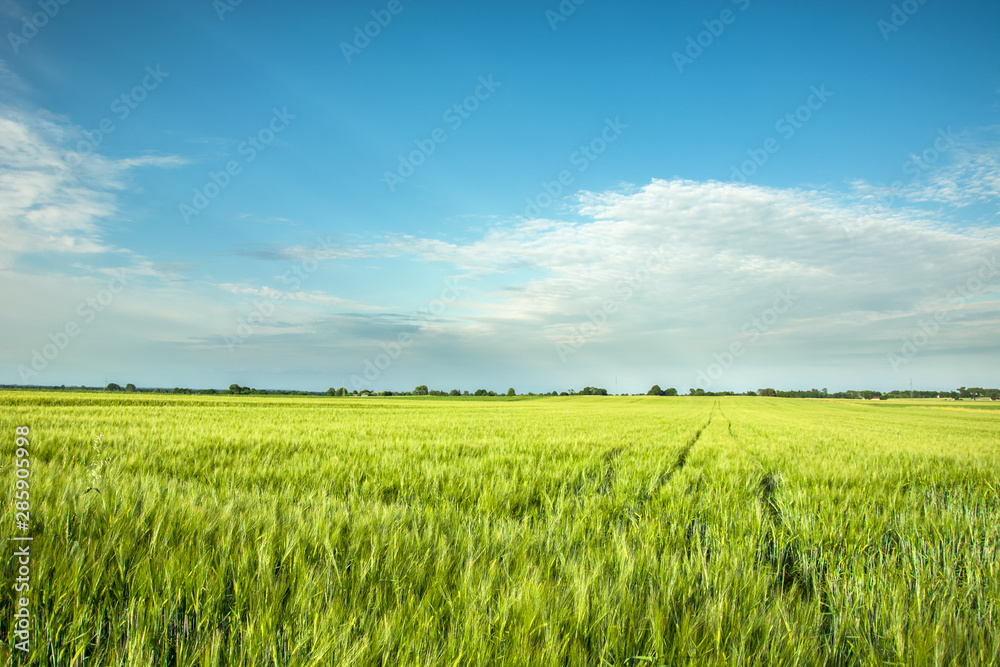 Green barley field, horizon and white clouds on sky