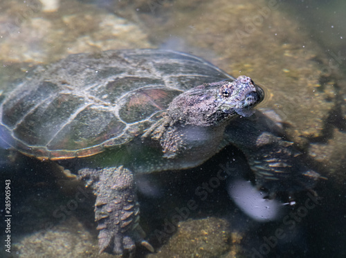 tortue aquatique