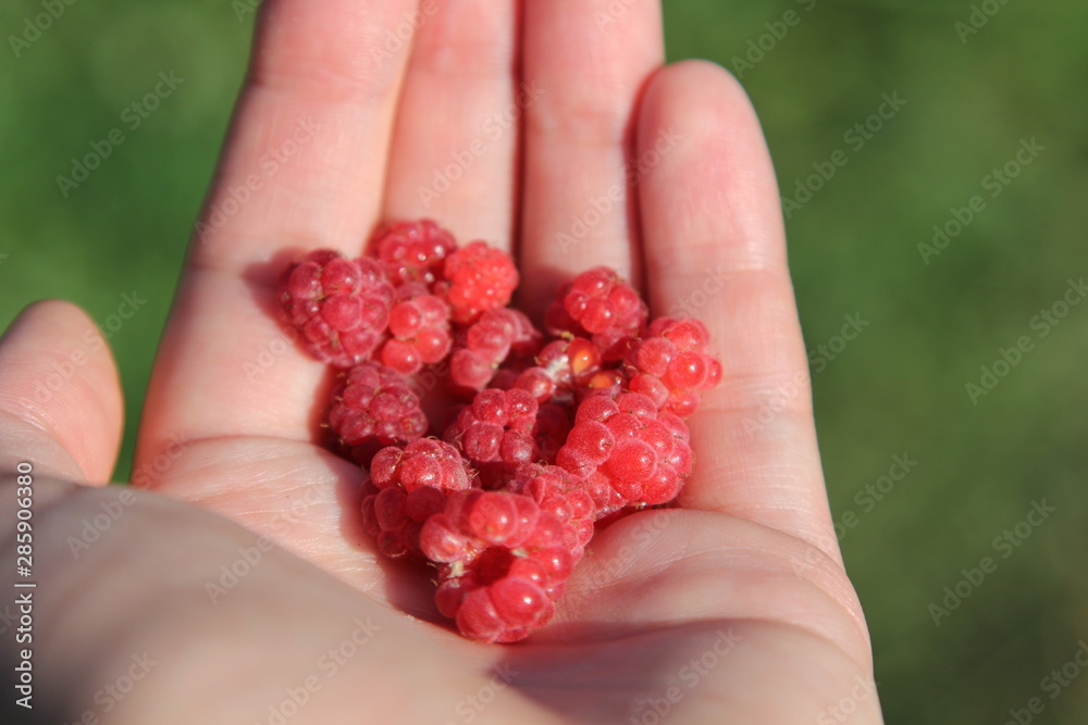red raspberries in hands on green background red raspberries in hands on green background