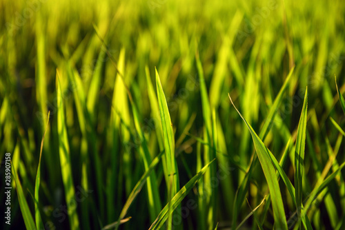 Rice on field. Green leaves background