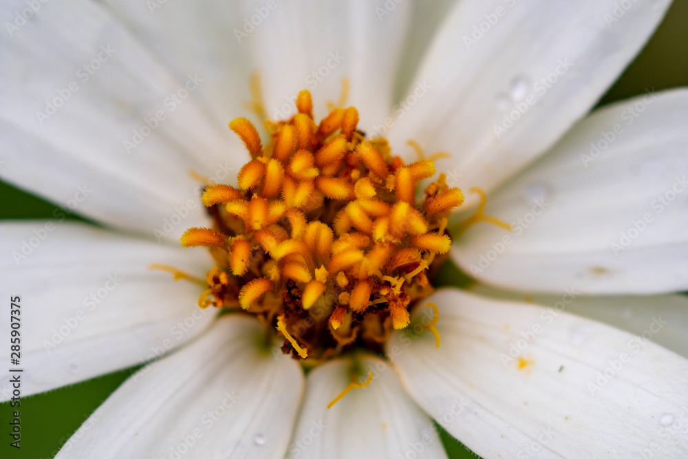 Obraz premium 花粉