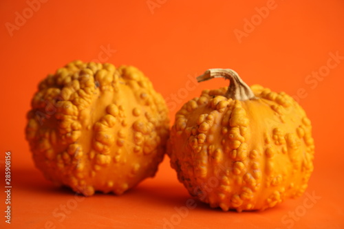 Pumpkins on an orange background. Autumn harvest