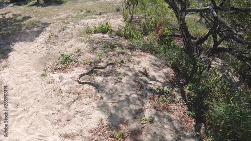 Video of a banded sea snake (Laticauda colubrina) slithering in the sand in the wild at Isle Signal in New Caledonia, South Pacific Ocean. This snake is extremely venomous but quite docile.  photo