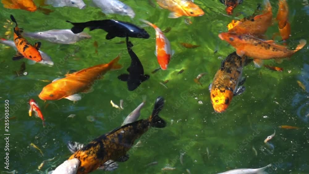 Colorful Koi fish in a pond Colorful Koi fish in a pond