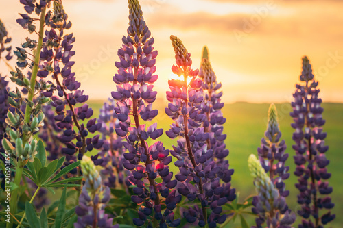 Wild Flowers Lupine In Summer Field Meadow. Close Up. Lupinus, Lupin photo