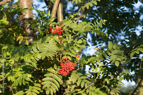 Fototapeta Naklejka Na Ścianę i Meble -  rowan berries on branches on blue sky