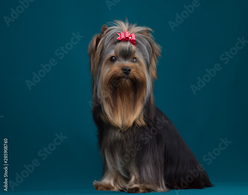 Portrait yorkshire terrier long haired in grooming. Sitting and looking on turquiose background