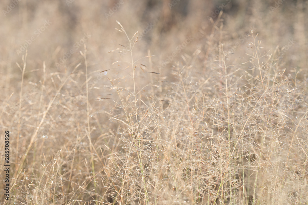 Fototapeta premium dry grass with morning dew background
