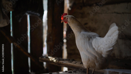 White chicken is not a poor farm. Poverty in the village. Beautiful Thai Country Chickens in the Chicken Farm.