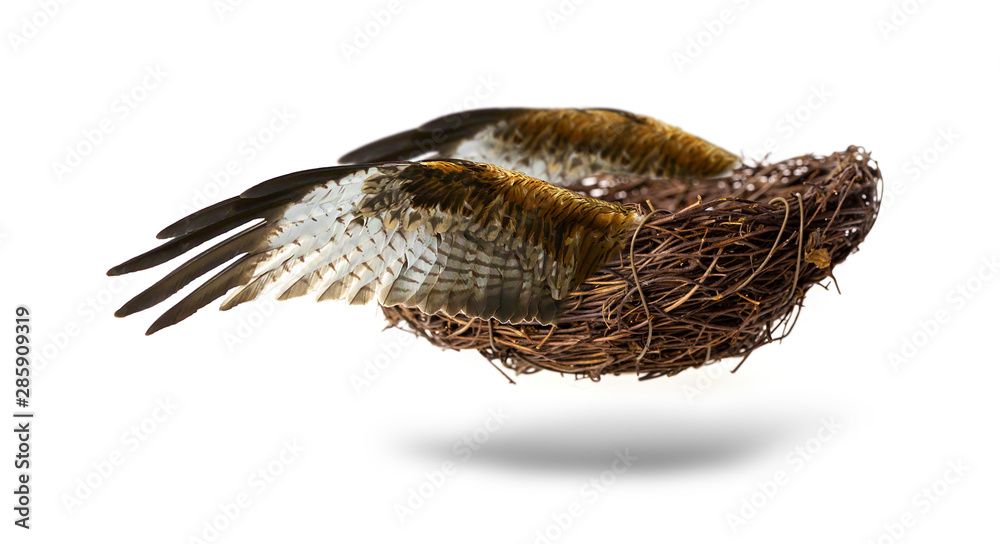 The Empty nest with wings isolated on white background The Empty nest with wings isolated on white background
