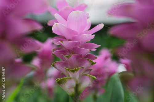 Pink flowers.Siam Tulip.Beautiful field of flower in National Park.