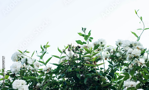 bush of a white climbing rose at the bottom of the photo on a white background  free space
