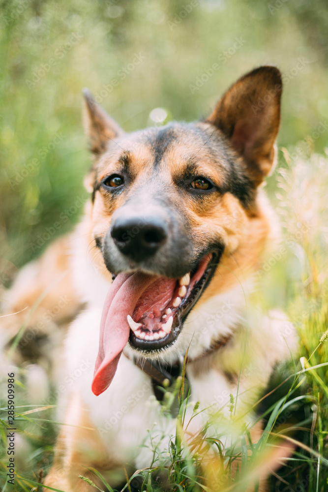 Fototapeta premium Close Up Portrait Of Funny Mixed Breed Dog Playing In Green Grass