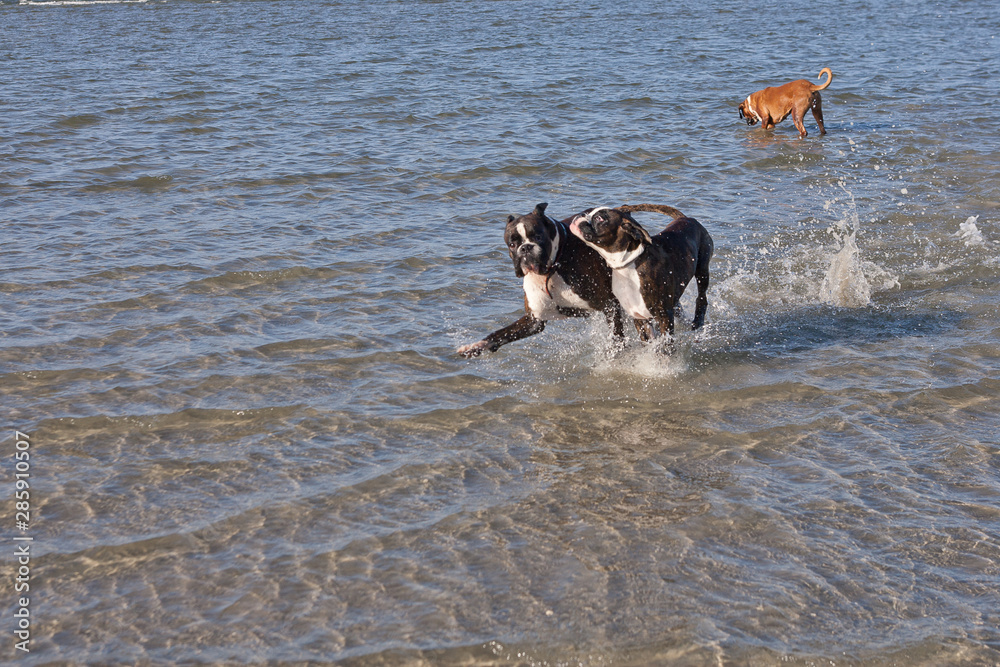 Boxer running in water. Dog walking and playing in the sea. Happy pet in the wild Boxer running in water. Dog walking and playing in the sea. Happy pet in the wild